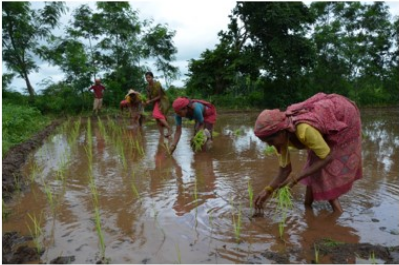 System Crop Intensification