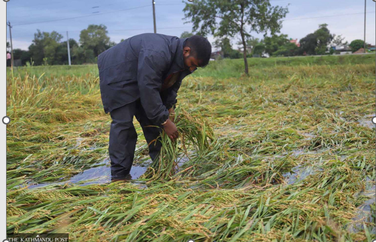 Lodging of Crop due to Floods
