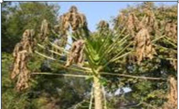 Frost Danage to Papaya