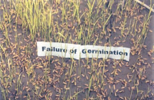 Cold wave impacting germination of Crop