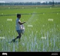 Fertiliser application